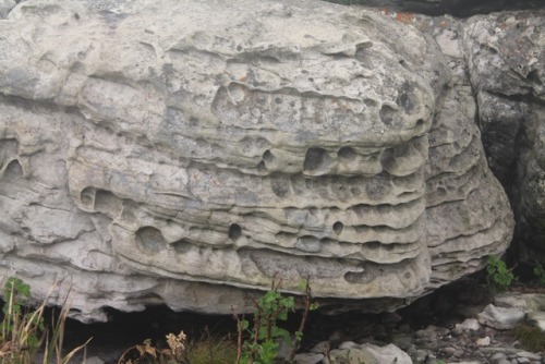 mossy-rox:Pitted limestone structures near Cape Point, South Africa. The pitting is a result of eros