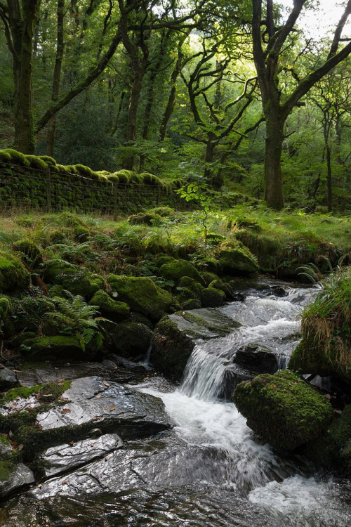 bonitavista:  Halstock Wood, England photo via sirena 