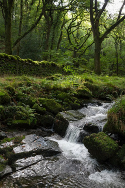 bonitavista:  Halstock Wood, England photo