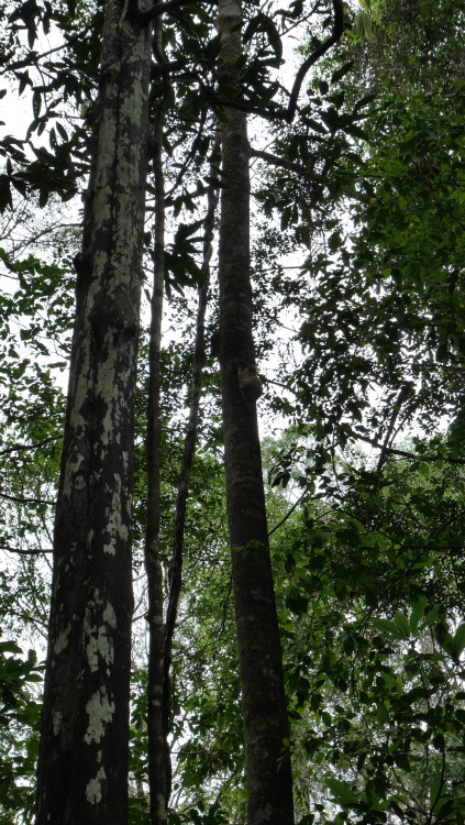 the-brown-man:  The two sleeping flying lemur we managed to see along the Coffin Trail.Danum Valley,