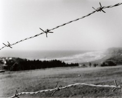 paolopesce:  Ilford Delta 400.Oriental Seagull