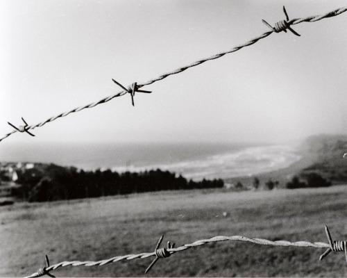 Porn paolopesce:  Ilford Delta 400.Oriental Seagull photos