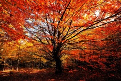 autumnhollow: Autumn by Sunsward7 on Flickr
