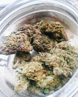 stoner-vogue:  mykushgarden:  👌 VISIT