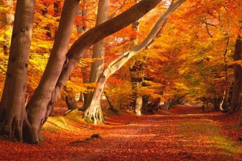 Porn mstrswoodsprite:  adventures-in-autumn:  photos