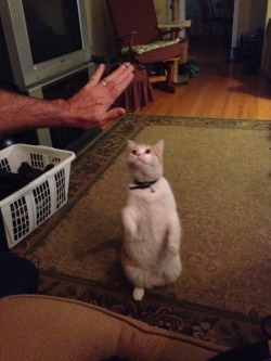 iwannabeadored:  frails:my sisters cat gives high fives  this is the most important post on tumblr