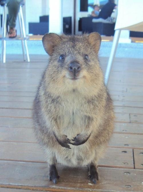 mimisberry:  leupagus:  dear-moleskine:  Meet the Quokka, the cutest little animal you’ve never heard of. A squirrel/kangaroo hybrid, it’s very friendly and pretty much just wants to be everyone’s friend.  Literally the happiest animal I’ve ever