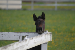 horsesornothing:  chinrest by thinktank8326 on Flickr.