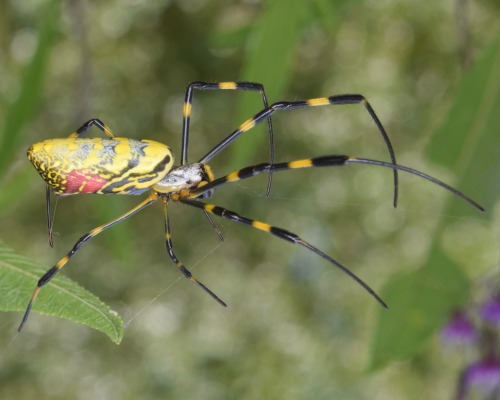 Jorō Spider - Trichonephila clavata