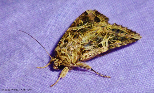 Lunar Underwing Moth.