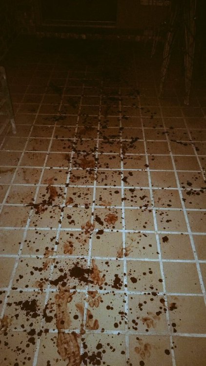 babyanimalgifs:  This has seriously annoyed me so much and I had to post it on here to try and get it around. This is seriously messed up on so many levels. If it were a human, the law would be that it was attempted murder. Please can we get this around