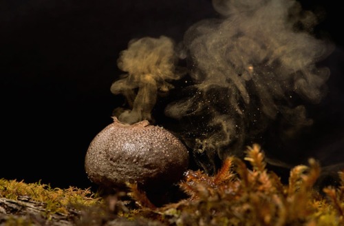 Spore burstMany mushrooms spread their spores by having gills under the cap where they mature before