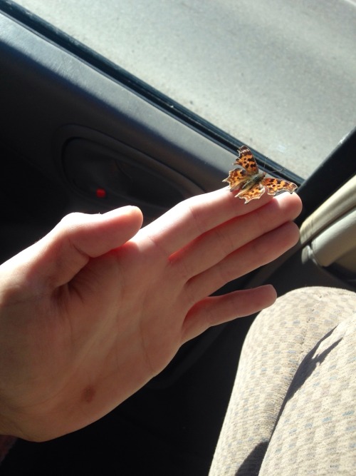 etthereal:A little butterfly flew into the car and landed on my boyfriend’s hand. 😌