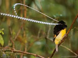 funnywildlife:  funnywildlife: King of Saxony Bird of Paradise Antenna SwingSpecial muscles swing its antenna-like head feathers.by Tim Laman