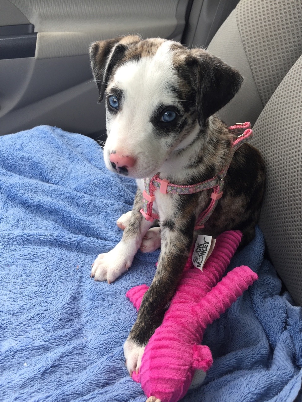 handsomedogs:  This is my puppy Riley. She’s super sweet and has the most beautiful