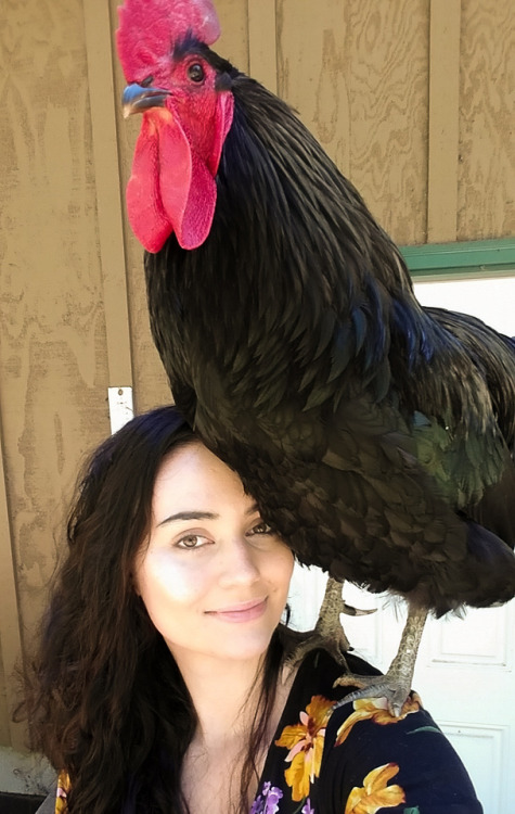 asmolorangebirb: chickenhugs: look at my parrot He’s beautiful 