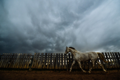 nowhoa: Before the storm.  I take a lot of photos of this horse, and although he can look rough and 