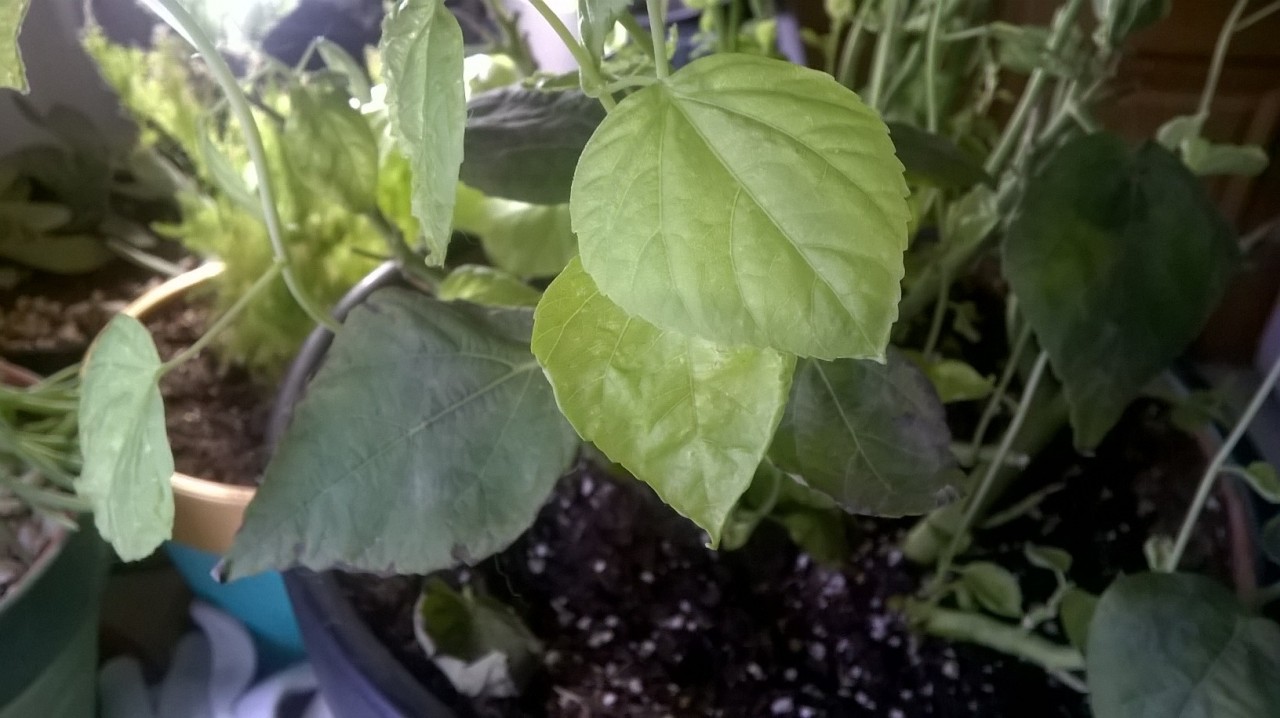 A better picture of the contrast between the old and new hibiscus leaves on my plant.