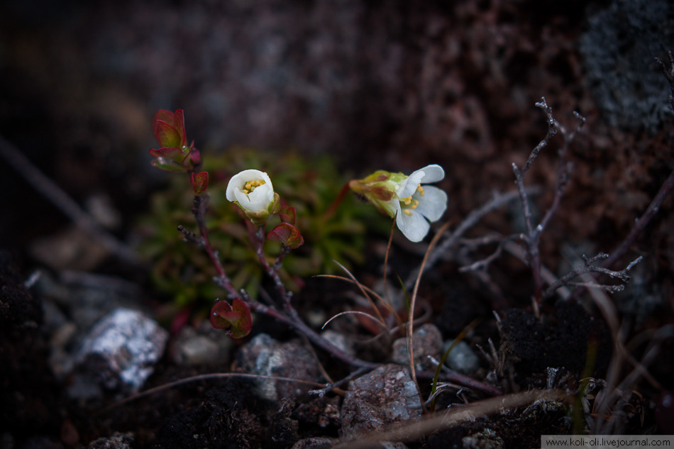 thebeautyofrussia: Little nature in the Khibiny Mountains, Kola Peninsula koli-oli
