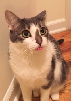 dailyblep:  Surprise Blep!dailyblep.tumblr.com