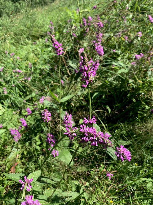 field flowers