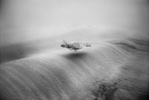 equatorjournal:Wayne Levin, Green sea turtleover moving sand, 1989.“…Underworld, the photography of 