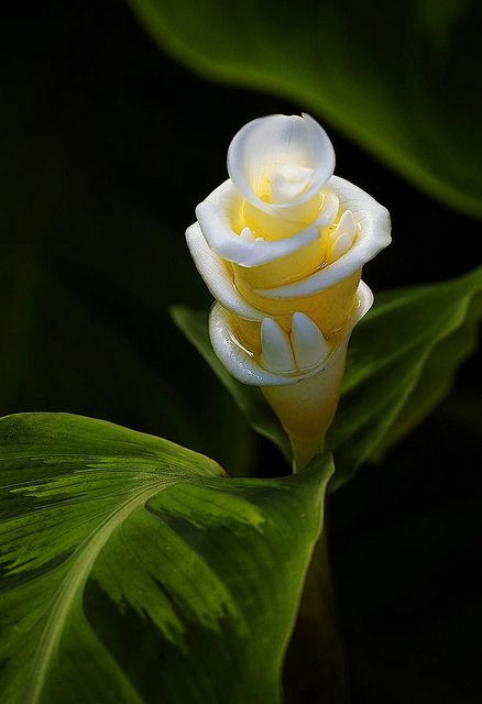 ronbeckdesigns:
“  Ginger Flower, Fairchild Tropical Botanic Garden. by pedro lastra on Flickr
”
Flor tropical. Ginger Flower.