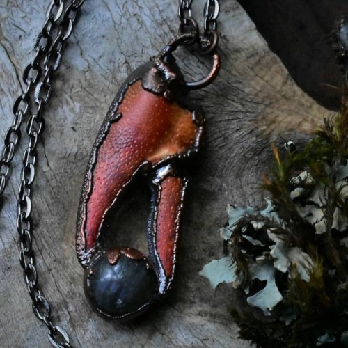 Just added this beauty to the shop. A preserved crayfish claw holds a pale blue labradorite crystal 