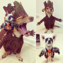 dorkly:  These Two Dogs Cosplaying As Rocket