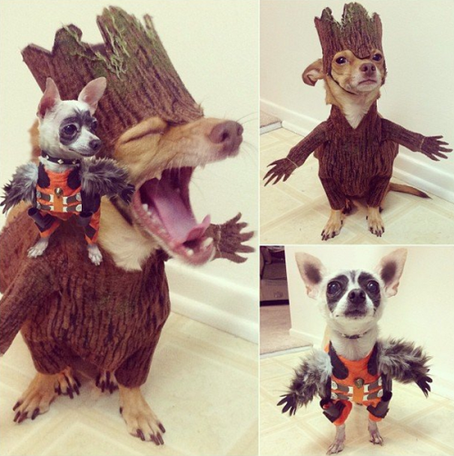 dorkly:  These Two Dogs Cosplaying As Rocket and Groot Have Achieved Maximum Cuteness To see what they went as last year —> click here! 