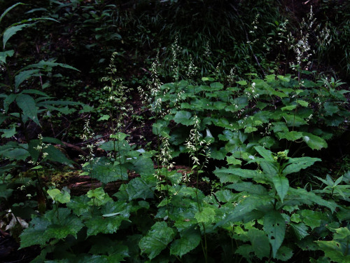 樹林帯のあらゆる場所にカニコウモリ　 ８月初めの日光白根山 Parasenecio adenostyloides