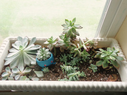 bakingvintage:  My succulents this morning.