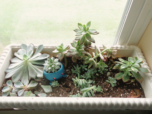 bakingvintage:  My succulents this morning. I wonder how they got all smushed, hmm…