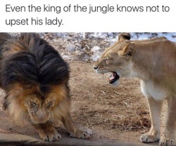 nwahsaj:  powermove95:  graceless-goddess:  “So you just thought you was gon knock our son around like he one of ya bitch ass friends? He ain’t a big cat! You knocking him around trying to make him a man but as I RECALL your big ass hasn’t caught