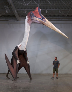 dimens1ons:  sixth-extinction:  bluerhinostudio: It’s a shame the National Geographic folks couldn’t have shot this thing when it was painted–but here’s the finished standing Quetzalcoatlus. He’s taller than a modern giraffe! Nightmare fuel