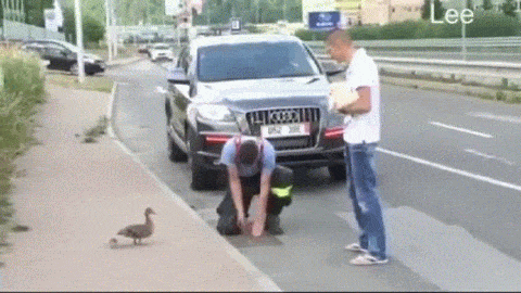 camilaluvs:  frighteningme:  blitzkrie9:  sixpenceee:  This mother duck kept quacking at people passing by this drain. They weren’t sure what she was trying to tell them until they discovered her little ducklings had fallen through and she was asking