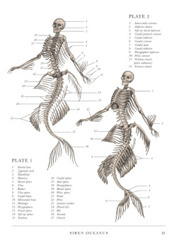 ulaulaman:  The anatomy of a mermaid from The Resurrectionist: The Lost Work of Dr. Spencer Black by E.B. Hudspeth Image source: Wordsmithonia | Dread central | Well and truly | exhibitionsinternational.org 