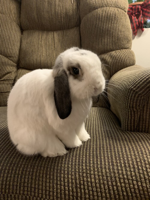 ollie-pip-buns