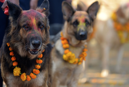 irontemple:o-kaytee:  nubbsgalore: for nepalese hindus, today is kukur puja, the second day of the five day tihar festival, nepal’s version of diwali. literally meaning “worship of dogs,” kukur puja is dedicated to honouring our special relationship