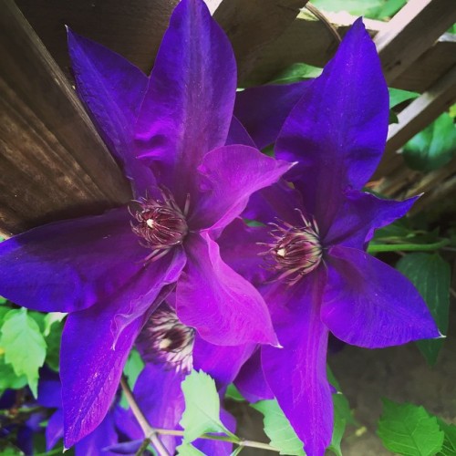Purple is my favoritest color! #flowers #Ohio