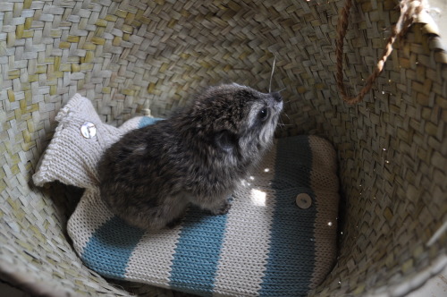 poplitealqueen: demad69: red3blog: end0skeletal: The hyrax is a herbivorous animal native to Africa 