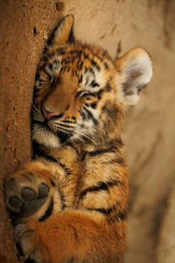 wonderous-world:  Cat Nap by Ken Shimo 