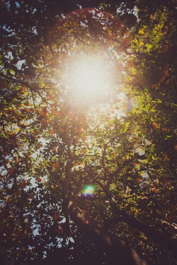 r2–d2:  2/52 Sun, Leaves, and Oranges by (nsxryu) 