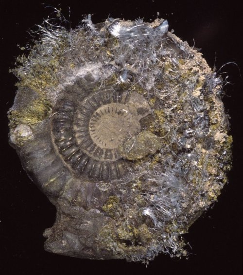 museumwales:A sight to sadden a palaeontologist - an ammonite being destroyed by pyrite decay.
