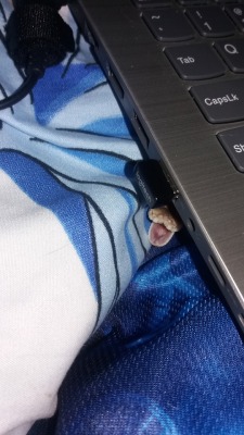 chibisailorjupiter:Under laptop prefect hide.