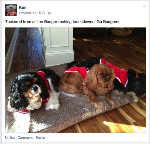 Can we talk about my father facebooking pictures of spaniels wearing jerseys on beds embroidered wit