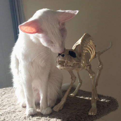 certainlyundeadrpgideas: probablycatrpgideas: pangur-and-grim: the goblin &amp; the skeleton mee