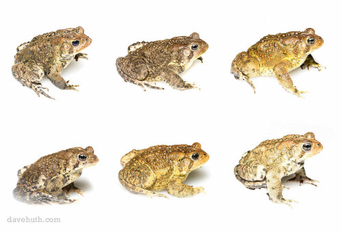 speciesofleastconcern:toadschooled:A wonderful graphic detailing the patterns and color variation of