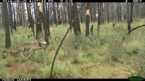 wolfhavenintl:Lobo week, Life in the wild: HabitatThousands of years of environmental pressures have