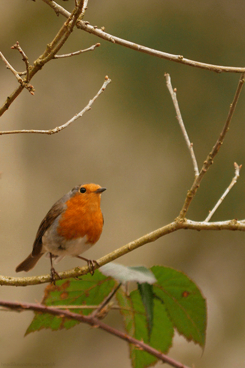 European Robin
